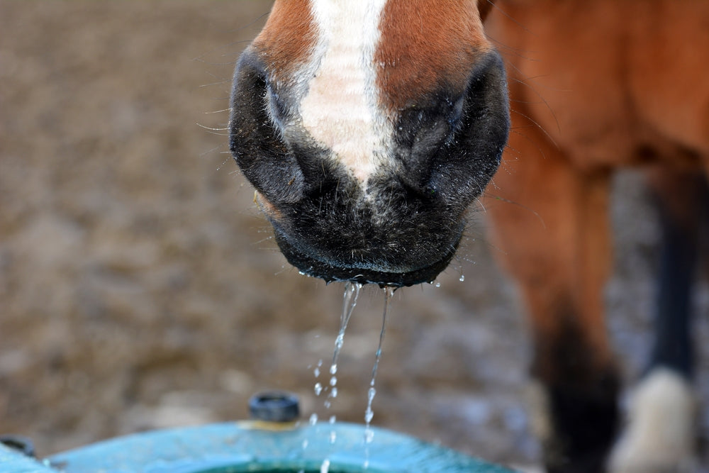 Keeping Horses Hydrated
