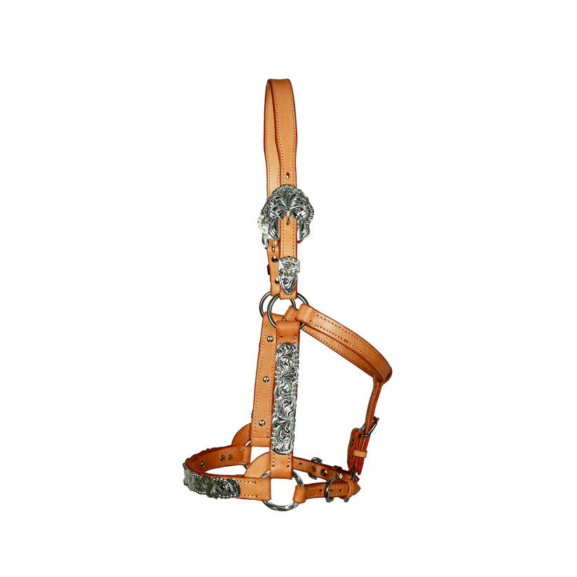 Syd Hill Buller Show Western Halter